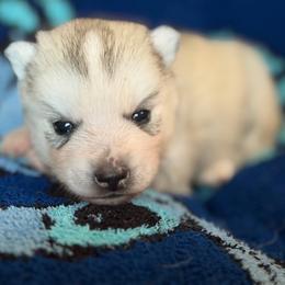 Cerberus - Gray and white male Siberian Husky puppy in Amery, Wisconsin from Sovereign Siberians
