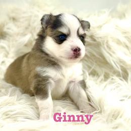 Ginny - Tri-color female Pomsky puppy in Michigan from Blue Water Pomskies