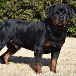 Rottweilers from Von Brantley