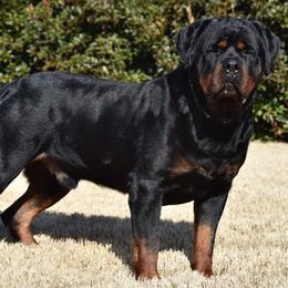 Rottweilers from Von Brantley