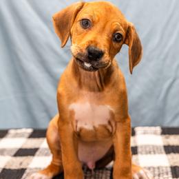 Castiel - Wheaten blk nose male Rhodesian Ridgeback puppy in Alabama from Celtic Lore Ridgebacks