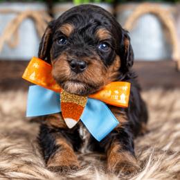 Oakley - Phantom male Bernedoodle puppy in Erda, Utah from Country Lane Doodles