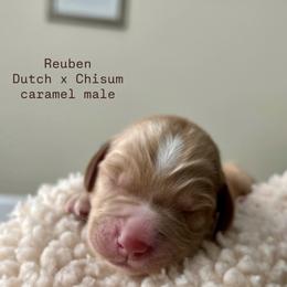 Reuben - Apricot male Australian Labradoodle puppy in Chuluota, Florida from Delano Australian Labradoodles