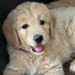 Goldendoodles from Nala’s Pride