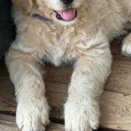 Goldendoodles from Nala’s Pride