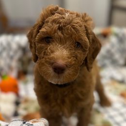 BUDDY - Red  male Goldendoodle puppy in Maricopa, Arizona from AZ Designer Goldendoodles