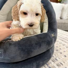 Popcorn - Caramel cream male Australian Labradoodle puppy in Calhoun, Louisiana from Arrowhead Australian Labradoodles
