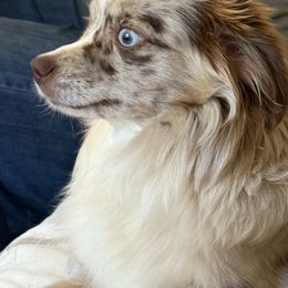 Sally - Toy Australian Shepherd