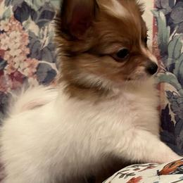 Milo - White and sable male Papillon puppy in Salina, Utah from Desert Mountain Papillons