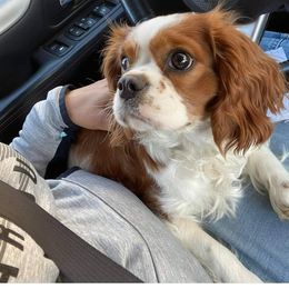 Cavalier King Charles Spaniels from Courtney's Cavaliers