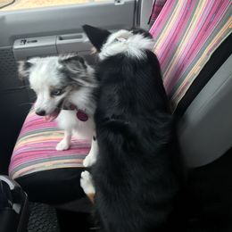 Toy Australian Shepherd All Grown Up from The Ranch of the Sun Toy Aussies