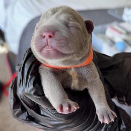 Beso - Blue fawn male French Bulldog puppy in League City, Texas from Baby Bear Frenchies
