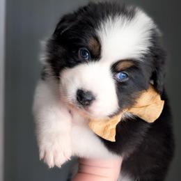 Snickerdoodle - Black tri-color female Australian Shepherd puppy in Georgetown, Texas from River Reign Australian Shepherds
