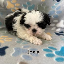 Josie - Black and white female Shih Tzu puppy in Jasper, Indiana from Jacob’s Spoiled Shih Tzu