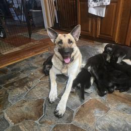 Chevy - Shiloh Shepherd
