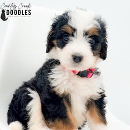 Mikaela - Tri-color female Bernedoodle puppy in Tipton, Indiana from Country Creek Doodles