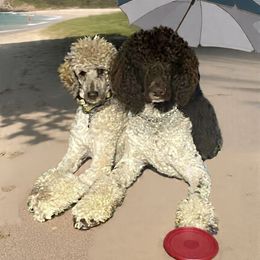 Tilly and Timber - Poodle