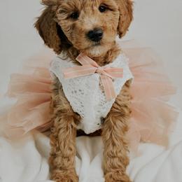 Comet - Apricot female Goldendoodle puppy in Otisville, Michigan from Danie’s Darling Doodles LLC