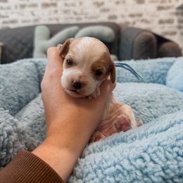 Bubbly - Blenheim female Cavapoo puppy in Mayo, Florida from Kingston’s Cavaliers