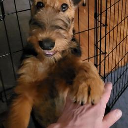 Blue Boy - Black and tan male Airedale Terrier puppy in Lodi, California from Zinful Airedales