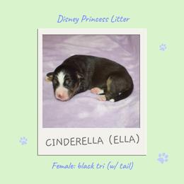 Miniature Australian Shepherd and Toy Australian Shepherd Puppies from Ashley's Aussies, LLC