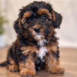 Onyx - Black male Maltipoo puppy in Tolono, Illinois from The Golden Rule Doodles and Poos
