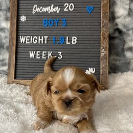 Shih Tzu Puppies from Calta’s Cute Shih Tzus