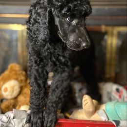 Poodle Puppies from Tails Up Standard Poodles