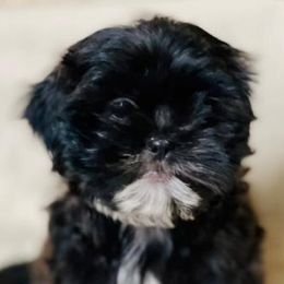 Shih Tzus from Willow Creek Kennels