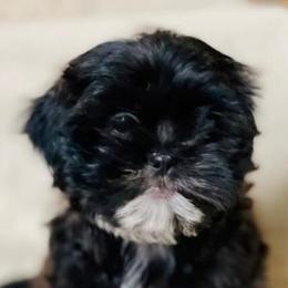Shih Tzus from Willow Creek Kennels