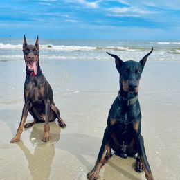 Doberman Pinscher Puppies from Ruiz Dobermans