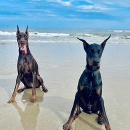 Doberman Pinscher Puppies from Ruiz Dobermans