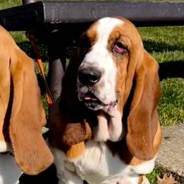 Basset Hounds from Begginburg Bassets
