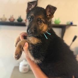 Onyx - Black and tan female German Shepherd puppy in Florida from Best Shepherds