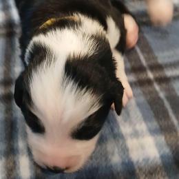 Boy 4 - Black tri-color male Australian Shepherd puppy in Charlotte, North Carolina from Tranquility Trail Aussies
