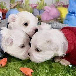 Lucky charm (red) - White male Bichon Frise puppy in Lavon, Texas from Sissy’s Heavenly Paws