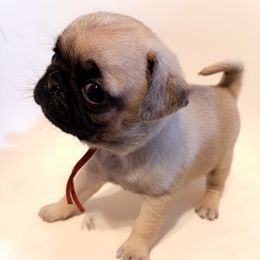 Cindy - Hot Pink Collar - Fawn Pug puppy in Hereford, Arizona from Broken Road Ranch Pugs