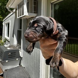 Boy - Brown collar - Black and rust Doberman Pinscher puppy in Old Bridge, New Jersey from Wizard Ost Revolution kennel