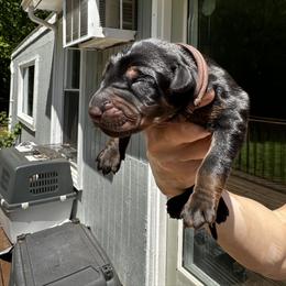 Boy - Brown collar - Black and rust Doberman Pinscher puppy in Old Bridge, New Jersey from Wizard Ost Revolution kennel