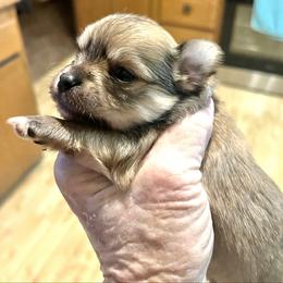 Valentino - Chocolate and tan male Chihuahua puppy in Tecumseh, Oklahoma from Callie’s Happy Chihuahuas, Callie’s Happy Treasures LLC