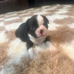 Jasper Boy 1 - Black and white male Boston Terrier puppy in Brookville, Ohio from Best Friend Bostons