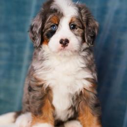 Lag - Merle male Bernedoodle puppy in Dundee, Ohio from Down Home Doodle