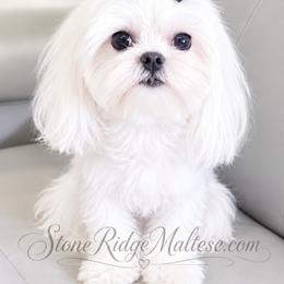 Brodie - Maltese