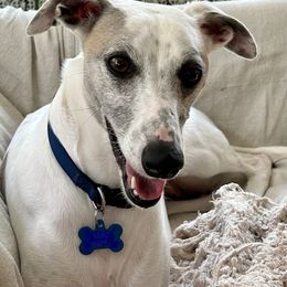 Whippet All Grown Up from Timbreblue Whippets