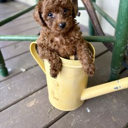 Ruby Belle - Red  female Poodle puppy in Utica, Ohio from Poodle Me Crazy