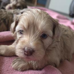 Girl 3 - Chocolate and white female Havapoo puppy in Medina, Ohio from Momma's Minis
