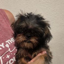 Claude - Belge male Brussels Griffon puppy in Yucaipa, Texas from Griffs & Giggles Ranch - The Cortez Family