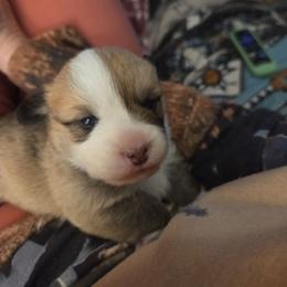 Red Collar - Red male Pembroke Welsh Corgi puppy in Fallon, Nevada from Fuzzy Butt Corgies