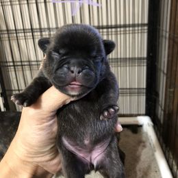 Cane Corso and French Bulldog Puppies from Perry’s Cane Corso and French bulldogs