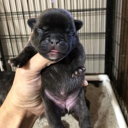 Cane Corso and French Bulldog Puppies from Perry’s Cane Corso and French bulldogs